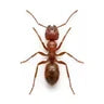 Fourmis