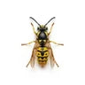 Abeilles