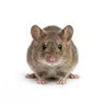 Souris
