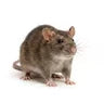 Rats