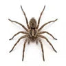Araignées